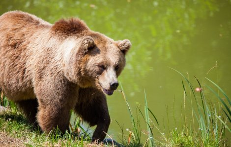 Femeie amendată cu 500 de lei pentru că hrănea urșii pe Transfăgărășan
