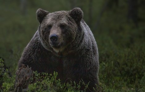 Un bărbat a fost atacat de un urs în Prahova. Victima a fost salvată de câini