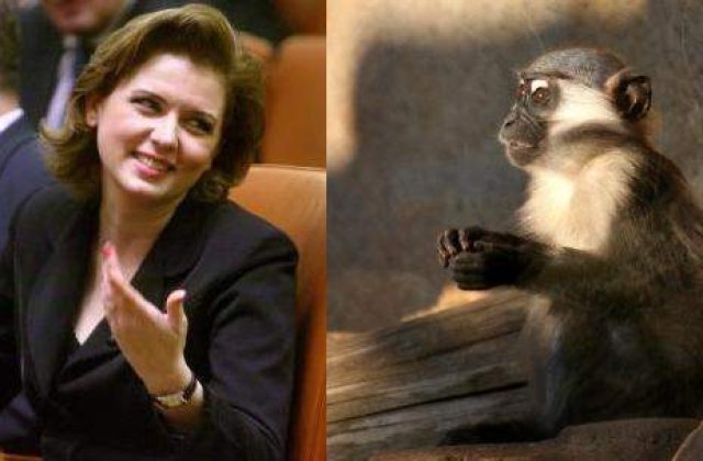 Anastase, comparata cu o maimuta