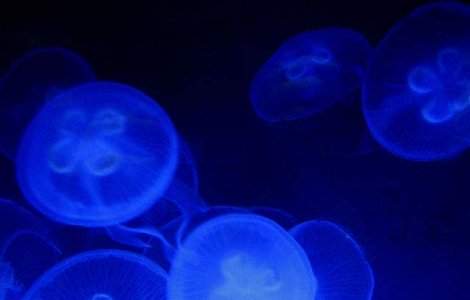 Reactor suedez, oprit timp de trei zile din cauza unor meduze