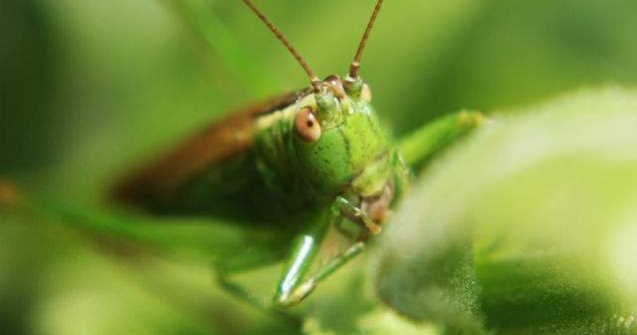 Solutia pentru combaterea foametei: Painea din faina de lacuste