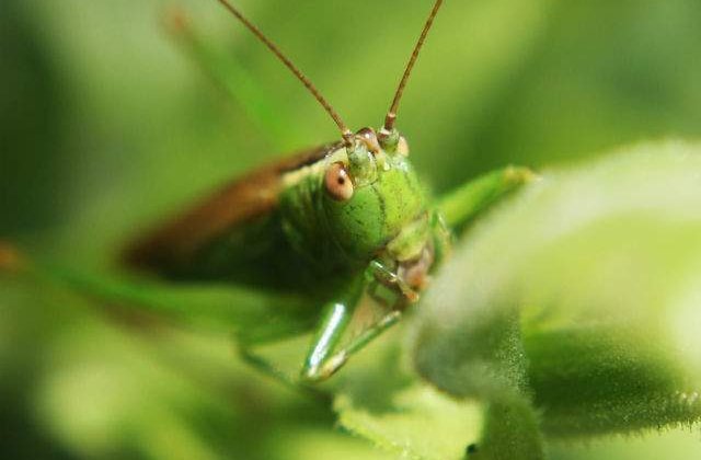 Solutia pentru combaterea foametei: Painea din faina de lacuste