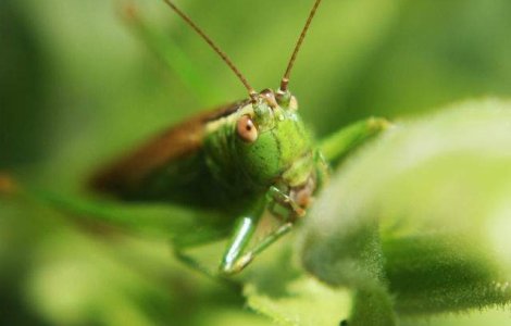 Solutia pentru combaterea foametei: Painea din faina de lacuste