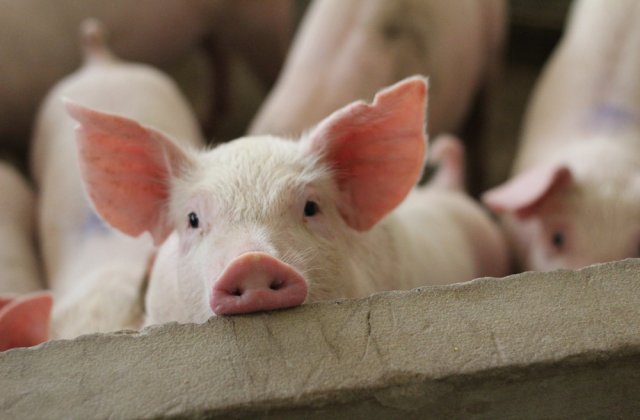 Focar de pestă porcină în România! 80 de suine au fost sacrificate