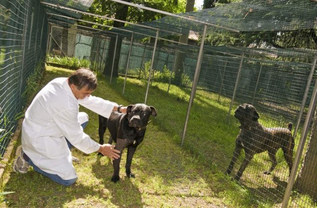 Oprescu muta maidanezii din Bucuresti la munte