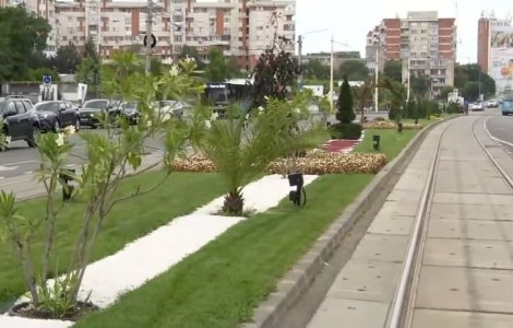 Craiova, oraș exotic. Oltenii stau la umbra palmierilor