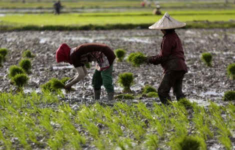 Calculator salarii | Fermierii caută muncitori români și găsesc nepalezi