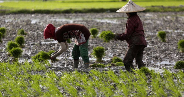 Calculator salarii | Fermierii caută muncitori români și găsesc nepalezi