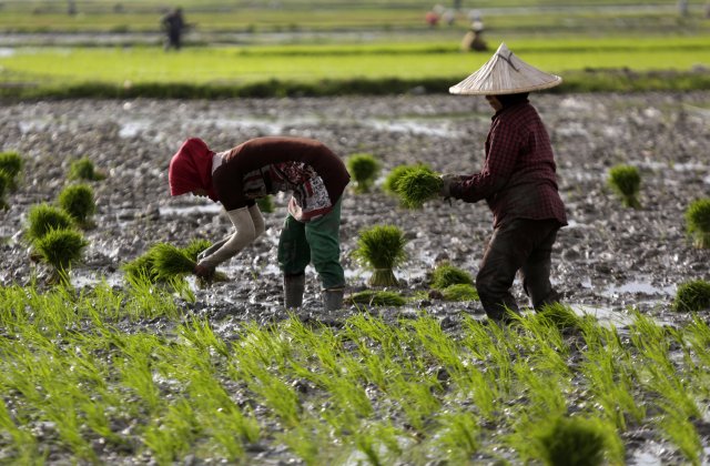 Calculator salarii | Fermierii caută muncitori români și găsesc nepalezi