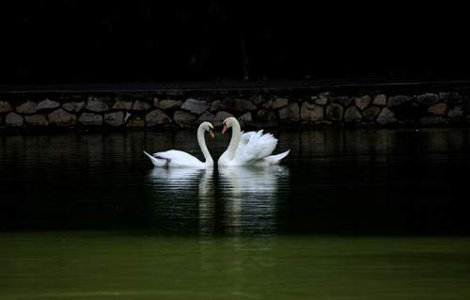 Imigranti est-europeni, acuzati ca mananca lebedele dintr-un oras britanic