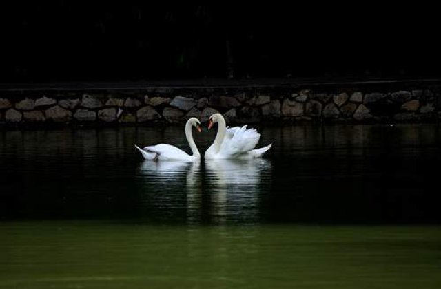 Imigranti est-europeni, acuzati ca mananca lebedele dintr-un oras britanic