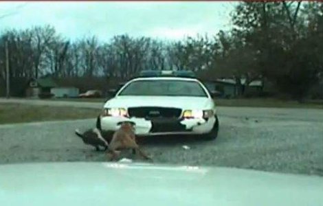  Video  Pitbull condamnat la 15 zile de inchisoare