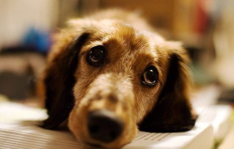 Cainii au emotii si le simt la fel ca oamenii