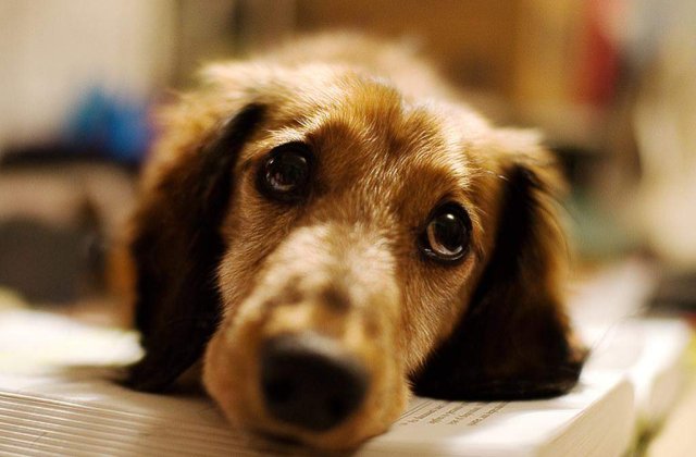 Cainii au emotii si le simt la fel ca oamenii