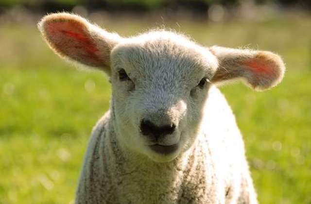 Cu cat cumparam carnea de miel in prag de Paste?