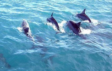 Delfinii din Marea Neagra, in criza!