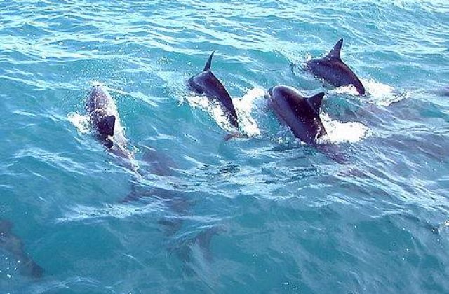 Delfinii din Marea Neagra, in criza!