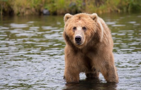 Un urs a atacat o turmă de oi la Broșteni. Animalul a sfâșiat câteva oi