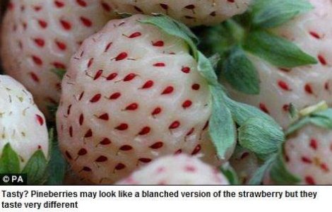 Delicatesa estivala: Capsune albe cu gust de ananas!