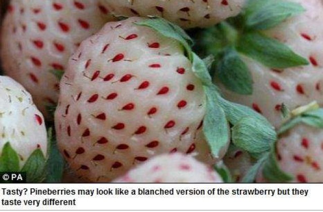 Delicatesa estivala: Capsune albe cu gust de ananas!