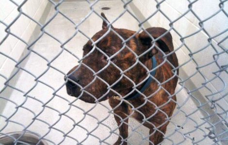 Oprescu: 570 de caini adoptati de cetateni