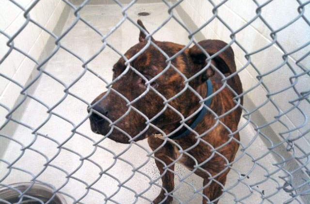 Oprescu: 570 de caini adoptati de cetateni, alti 510, dusi la Dogtown