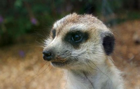 Documentarele despre animale produse de BBC sunt trucate mereu