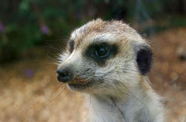 Documentarele despre animale produse de BBC sunt trucate mereu