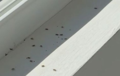 Invazie de insecte agresive la Cluj. Lighioanele nu pot fi ucise cu substanțe chimice și nu au dușmani naturali