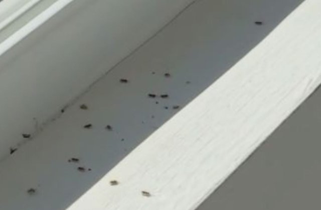 Invazie de insecte agresive la Cluj. Lighioanele nu pot fi ucise cu substanțe chimice și nu au dușmani naturali