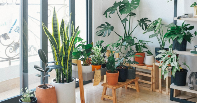  Top  3 ingrediente care vă vor readuce la viață planta preferată