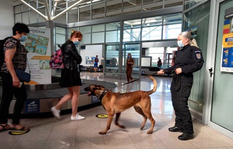Premieră în România! Un câine de miros COVID-19 a semnalat trei pasageri ca fiind infectați pe aeroportul Sibiu