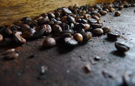 Cafea din excremente de pisica, acum si in Romania!