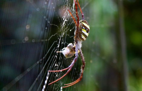 Un turist a fost înțepat de un păianjen în Ibiza. Tânărului i se vor amputa două degete