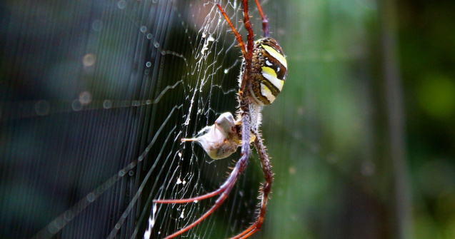 Turist înțepat de un păianjen în Ibiza. Tânărului i se vor amputa două degete