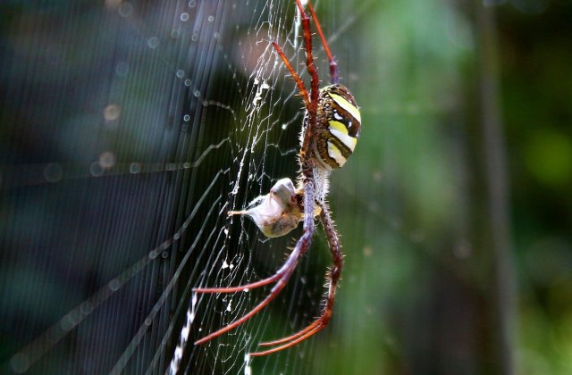 Un turist a fost înțepat de un păianjen în Ibiza. Tânărului i se vor amputa două degete