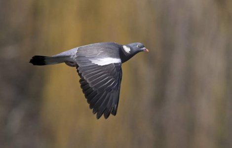 Cursele de porumbei, sport cu acte-n regula
