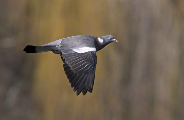 Cursele de porumbei, sport cu acte-n regula