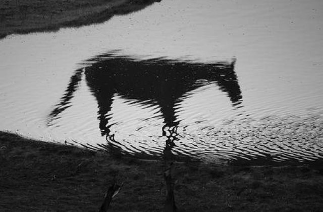 Accident mortal din cauza unui cal