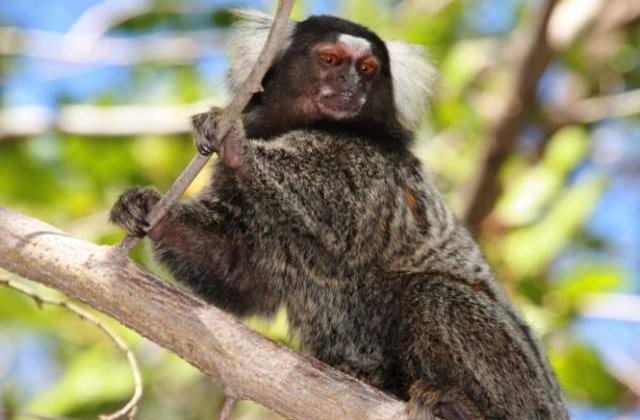 Maimutele asteapta raspunsul interlocutorilor inainte de a continua o conversatie