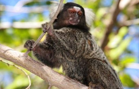 Maimutele asteapta raspunsul interlocutorilor inainte de a continua o conversatie