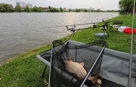 Originea expresiei „Cât ai zice pește”. Credințe legate de pește