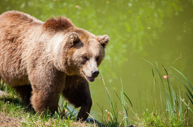 Un milionar rus a &icirc;mpuşcat un bărbat. Acesta l-ar fi confundat cu un urs
