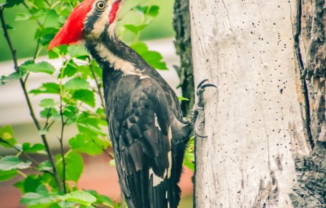 VIDEO O ciocănitoare a încercat rezistența unei camere video ascunse în Parcul Național Piatra Craiului
