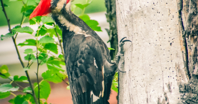 VIDEO O ciocănitoare a încercat rezistența unei camere video ascunse în parc