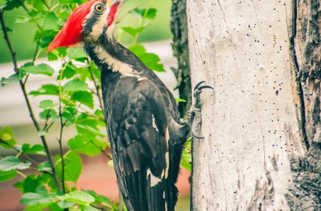 VIDEO O ciocănitoare a încercat rezistența unei camere video ascunse în Parcul Național Piatra Craiului