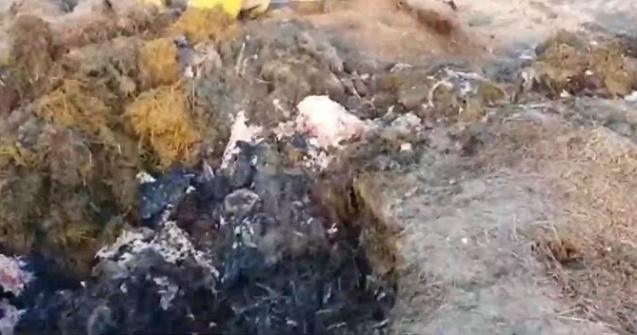 Catastrogă ecologică: Sute de mii de tone de animale moarte, îngropate. Nu s-ar fi ajuns aici fără complici din partea statului