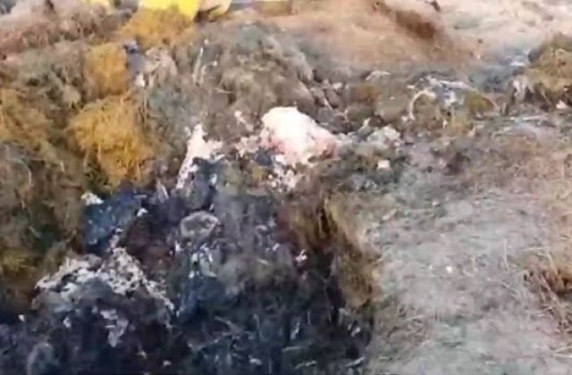 Catastrogă ecologică: Sute de mii de tone de animale moarte, îngropate. Nu s-ar fi ajuns aici fără complici din partea statului