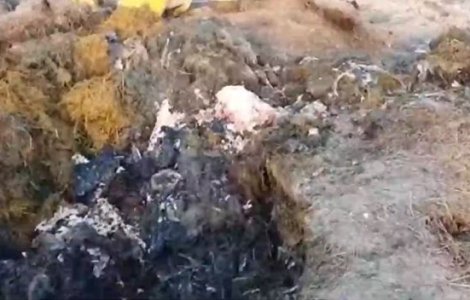 Catastrogă ecologică: Sute de mii de tone de animale moarte, îngropate. Nu s-ar fi ajuns aici fără complici din partea statului