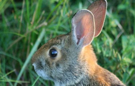 Mii de iepuri vor fi ucisi in Scotia. Provoaca pagube si alunecari de teren